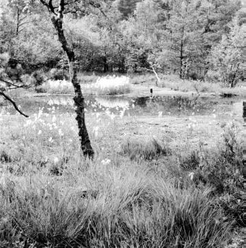 Moorweiher und Wollgras im NSG Donoperteich und Hiddeser Bent im Teutoburger Wald