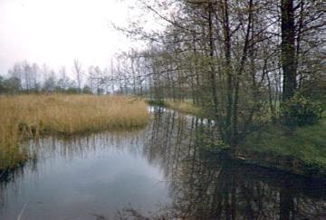 Die Lutter: Naturnaher Flussabschnitt bei Marienfeld
