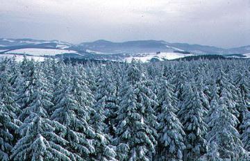Blick vom Kahlen Asten über verschneite Fichtenwälder Richtung Winterberg