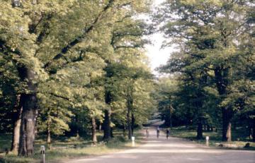 Waldweg im Heidental im Teutoburger Wald bei Hiddesen