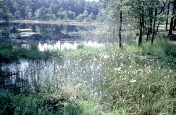 Heideweiher, Kippshagener Teich, in der Senne bei Heidehaus mit blühender Ufervegetation