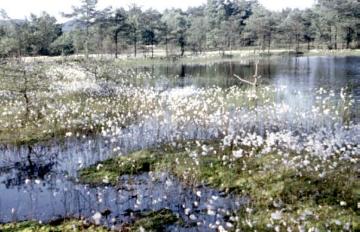 Heideweiher, Kippshagener Teich, in der Senne bei Heidehaus mit blühender Ufervegetation