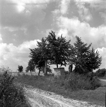 "Vief-Wunnen-Baum (rechts) mit Vief-Wunnen-Steen, heute auf dem Hof Schewing in der Bauernschaft Altenburg