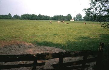 Rinder auf der Weide im Emsdettener Venn