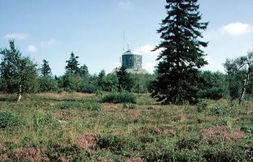 Die Hochheide auf dem Kahlen Asten (Naturschutzgebiet) mit Blick zur Wetterstation "Astenturm"