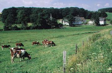 Gutshof Horbach mit Viehweide bei Remblinghausen