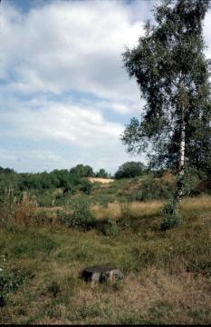 Heidepartie im Naturschutzgebiet Bockholter Berge südlich von Greven