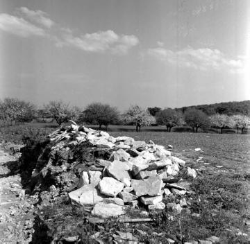 Kalkbruchsteine am Rande einer Obstbaumwiese am Buchenberg