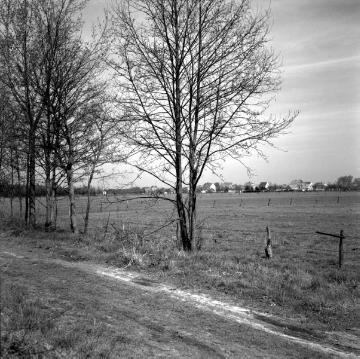 Greven-Reckenfeld, 1959: Viehweiden am Ortsrand
