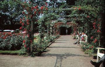 Der Rosengarten im Kurpark