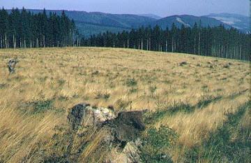 Landschaft am Großen Bildchen in der Hunau bei Altastenberg