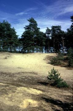 Kiefern bewachsene Dünenfelder bei Elte, in der Nacheiszeit entstanden aus den aufgewehten Flusssanden der Ems
