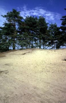 Kiefern bewachsene Dünenfelder bei Elte, in der Nacheiszeit entstanden aus den aufgewehten Flusssanden der Ems