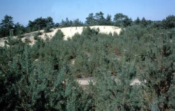 Wanderdüne in der Elter Heide, in der Nacheiszeit entstanden aus den aufgewehten Flusssanden der Ems