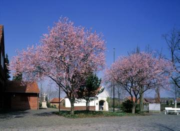 Havixbeck-Hohenholte, 1999: Dorfplatz mit japanischer Zierkirsche
