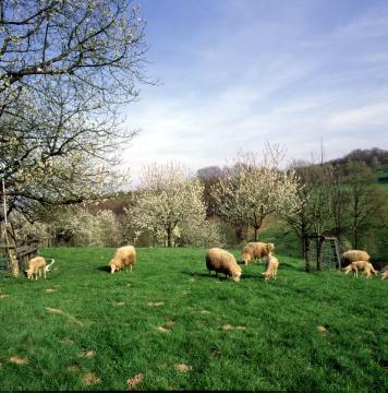 Schafe auf einer Streuobstwiese im Tecklenburger Land