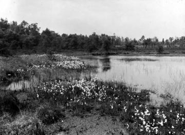 Petersvenn bei Telgte-Westbevern 1912 - Moorsee mit blühendem Wollgras