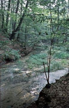 Im Naturschutzgebiet Furlbachtal: Laubwaldpartie mit Bachlauf