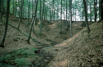 Im Naturschutzgebiet im Furlbachtal: Laubwaldpartie mit Trockental