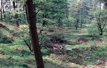 Im Naturschutzgebiet im Furlbachtal: Laubwaldpartie mit Trockental