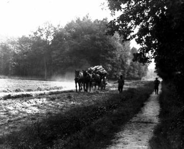 Münster-Amelsbüren: Holzbeladenes Pferdefuhrwerk in der Davert, um 1940