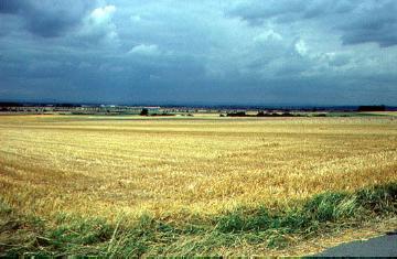 Getreidefeld östlich von Geseke