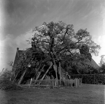 Die tausendjährige Ravenseiche in Raesfeld-Erle: Bis 1573 Femebaum des Freistuhls Assenkamp, Stammumfang 12,5 m, Hohldurchmesser 3 m