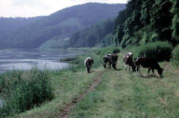 Weserufer mit Viehweide und historischem Treidelpfad