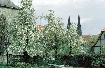 Baumblüte mit Blick zur Kirche St. Maria zur Wiese