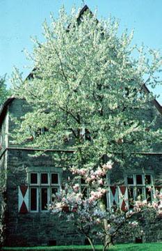 Baumblüte vor dem Burghof: Herrenhaus von 1559 (heute stadtgeschichtliches Museum)
