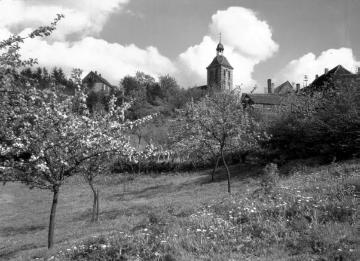 Blick über eine Obstwiese auf die evangelische Stadtkirche, ehem. St. Georg-Kirche, um 1950?