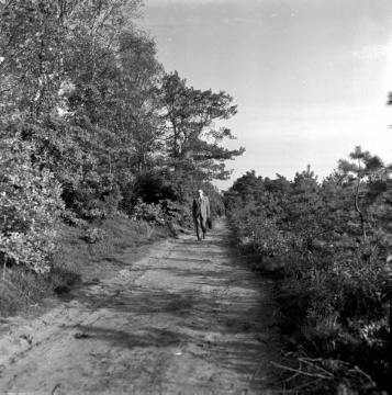 Der Hermannsweg im Teutoburger Wald, Kammabschnitt bei Brochterbeck, 1958