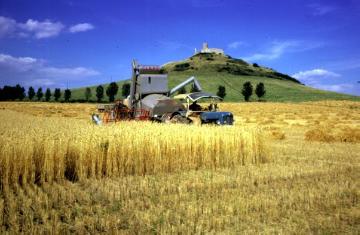 Mähdrescher bei der Getreideernte in der Warburger Börde - im Hintergrund der Desenberg