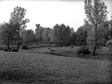 Baumreiche Weidelandschaft bei Hüttrup nordöstlich Greven, um 1950?