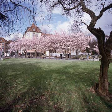 Baumblüte am Servatiiplatz, Blick zur Promenade und Salzstraße