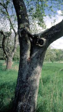 Obstbaum auf einer Streuobstwiese im Tecklenburger Land