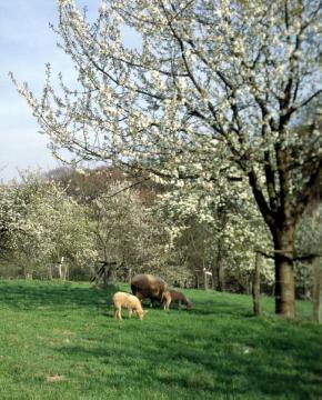 Schafe auf einer Streuobstwiese im Tecklenburger Land