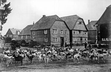 Ziegenherde auf dem Marktplatz in Winterberg