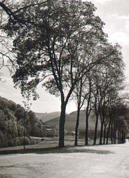 Landstraße mit Baumreihe im Lennetal bei Einsal