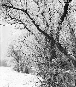 Verschneite Uferlandschaft an der Seseke bei Haus Schwansbell, um 1930?