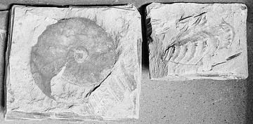 Ammonitenfunde, entdeckt auf  Zeche Gneisenau, Dortmund-Derne