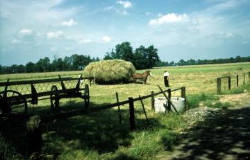 Heuernte im Münsterland: Hoch beladenes Pferdefuhrwerk, 1960er Jahre