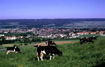 Viehweide am Stadtrand mit Blick über die Stadt Richtung Solling
