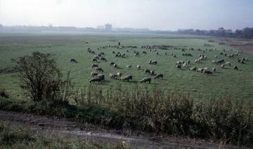 Schafherde auf einer Weide