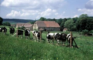 Gut Helmern im Ortsteil Helmern: Rinderherde auf der Hofweide