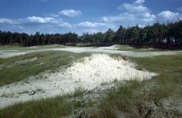 Dünenlandschaft des Ostmünsterlandes: Krautige Vegetation und offene Sandrücken