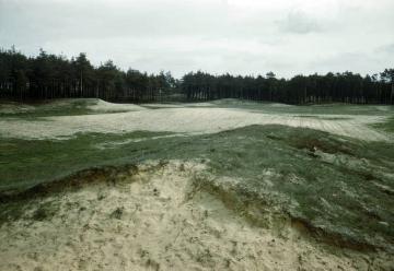 Dünenlandschaft des Ostmünsterlandes: Krautige Vegetation und offene Sandrücken