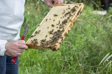 Frank Jäschke, Ortsvorsteher von Welver-Borgeln und Hobby-Imker, bei der Prüfung seiner Bienenstöcke am Dorfrand von Borgeln. Juni 2016.
