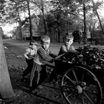 Drei Jungen mit einer Karre voll Laub