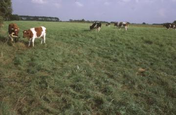Viehweide bei Riesenbeck